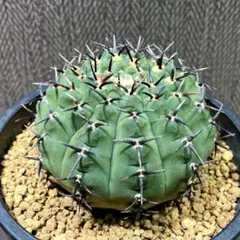 ギムノカリキウム 黒刺鳳頭のサムネイル