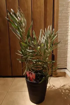 2026年最新】バンクシア 苗の人気アイテム - メルカリ