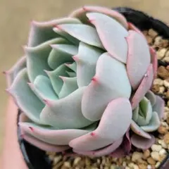 ち*中様 多肉植物　2025年新作交配　ひなの(ミヤさん)×ストリクチフローラノ