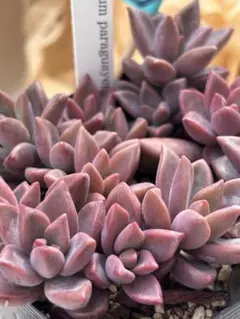 2026年最新】多肉 ブロンズ姫の人気アイテム - メルカリ