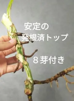 ルーチェ様 リクエスト 3点 まとめ商品