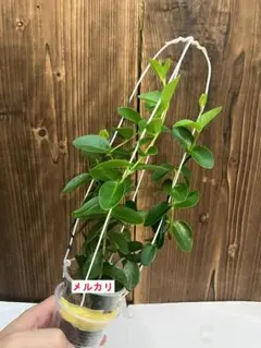 Hoya sp. Timika Central Papua カット苗 超希少 - メルカリ