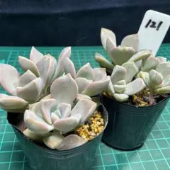 多肉植物<12 トップスプレンダー 抜き苗 - メルカリ