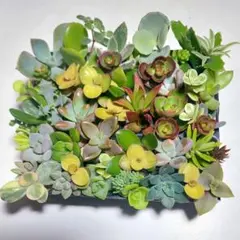 多肉植物セダム３７種類セット【育成説明書付】