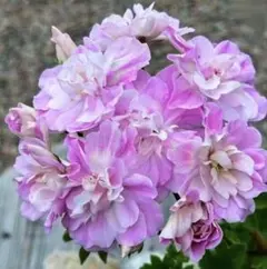 レアゼラニウム開花大苗 - メルカリ