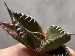 2025年最新】アガベ オアハカの人気アイテム - メルカリ