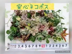 お世話セットはお持ちですか？カラフル寄せ植えお得セットカット苗とセダ ム他