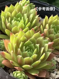 85#多肉植物アエオニウム錦❤️ ホロスパツラツム錦 ❤️10頭13cm 拔き苗 アエオニウム ホロスパツラツム錦(限定1苗)⭐️レア品種 - メルカリ
