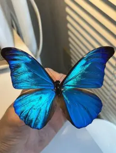 2025年最新】レテノールモルフォの人気アイテム - メルカリ