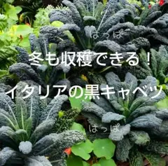 ✴︎m✴︎様 リクエスト 3点 まとめ商品