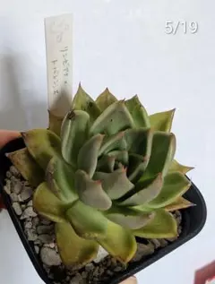 リンゼアナ×トバレンシス　ゆつきさん苗　札付きのサムネイル