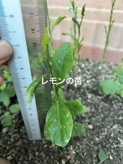 レモンの苗木 新鮮な果樹の苗