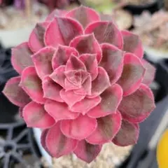 レア種❤️ビューティガール⑥❤️アエオニウム 多肉植物 抜き苗