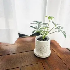 小さい植木鉢 白いモルタル ガラスカレット