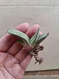 ガステリア　白馬の輝のサムネイル