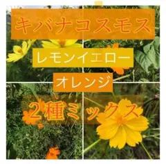 普通郵便便☘️ウィンターコスモス☘️まばら 抜き苗❤❤お届け先関西