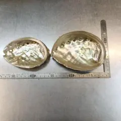ハンドメイド用あわび殻セット（2個）