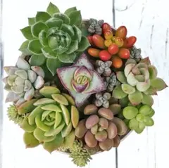 こまさん様 リクエスト 3点 まとめ商品