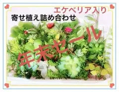 多肉植物詰め合わせセット