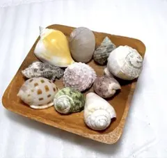 ヤドカリ貝殻 M〜L位 大きめサイズ入り ヤドカリさんの宿替えに♪10個セット