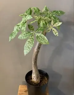 2026年最新】パキラミルキーウェイの人気アイテム - メルカリ