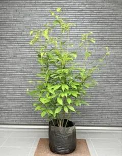 山採り天然　クロモジ本株立ち　9のサムネイル