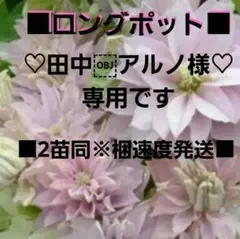 ♡田中￼アルノ様専用♡ クレマチス苗　☆HΔЯЦh|Mξ☆　■ロングポット■