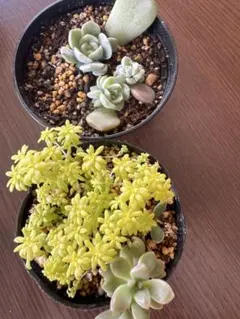 多肉植物　セダム5鉢6種　抜き苗 送料1/2】セダム 6種セット【人気生産者のお試しMIX！】 3号24入り
