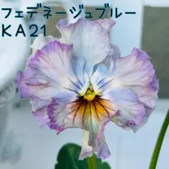 2025年最新】パンジー フェデネージュの人気アイテム - メルカリ