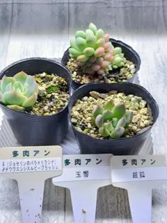 血斑入りアリエル 韓国苗 葉挿し 多肉植物 血しぶき - メルカリ