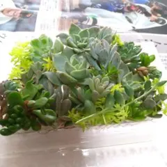 七福神2株入り♪寄せ植えセット - メルカリ