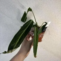 特価アンスリウム　ワロクアーナムのサムネイル