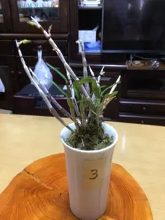 ☘️ななちゃんママ様 リクエスト 2点 まとめ商品