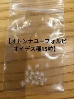 オトンナ　ユーフォルビオイデス種　15粒　M264