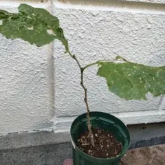 マルベリー 苗 桑の木 桑苗 　四季長桑　挿し木苗