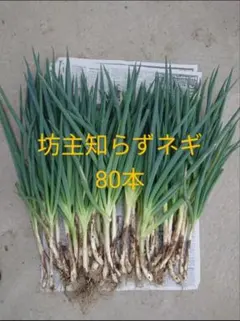 坊主知らずネギ苗 ねぎぼうずの出ない増えるネギ100本+ α大小混合