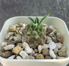 ユーフォルビア 峨眉山 塊根植物 コーデックス 観葉植物 根付き 抜き苗のサムネイル