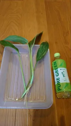 あずさ様 リクエスト 2点 まとめ商品