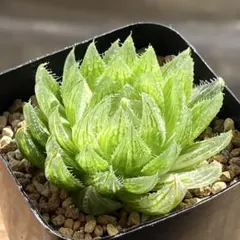 2026年最新】ハオルチア エメラルドLEDの人気アイテム - メルカリ