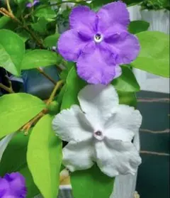 ニオイバンマツリ 苗木 鉢植え 常緑樹 香りの花木