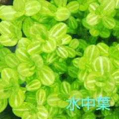 tsutsu007様 リクエスト 8点 まとめ商品