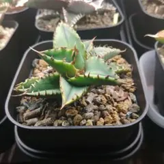 アガベ　チタノタ　バラクーダ子株