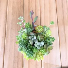 多肉植物 カット苗 詰め合わせ ⑧