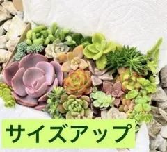 多肉植物　寄せ植えサイズアップセットのサムネイル
