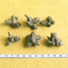 【送料込・現物】 オカワカメ（おかわかめ、雲南百薬）の むかご(種) (10)のサムネイル