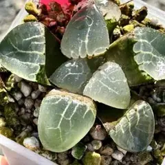 多肉植物 ハオルチア 氷玉鸞 透明窓 超美品 - メルカリ