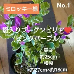 速達！ミロッキー様 リクエスト 2点 まとめ商品