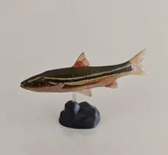 ウケクチウグイ　フィギュア