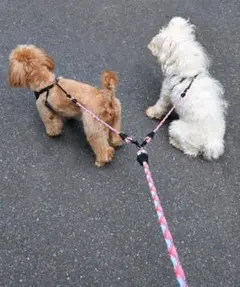 2頭引き 犬用リード 多頭飼い用のサムネイル