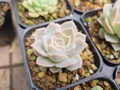 onslow 大 (韓国苗) エケベリア・Onslow斑入り - メルカリ